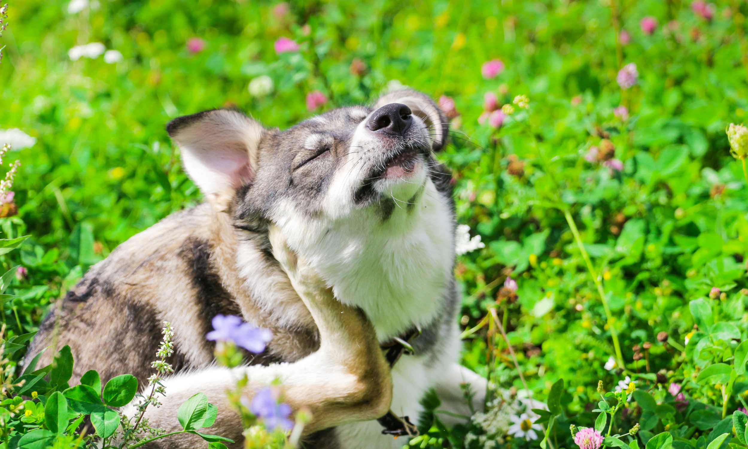 Dog Allergic to Grass? Signs, Causes and How to Help Dogs with Grass A ...