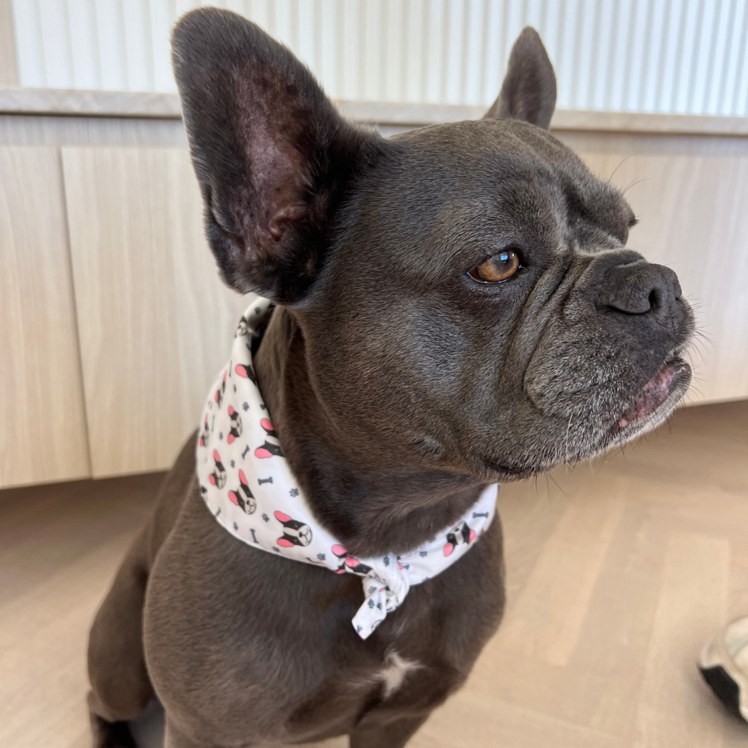 French Bulldog Bandana
