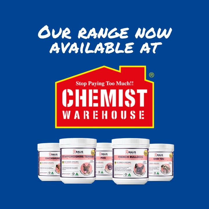 Dachshund - Pack of 3