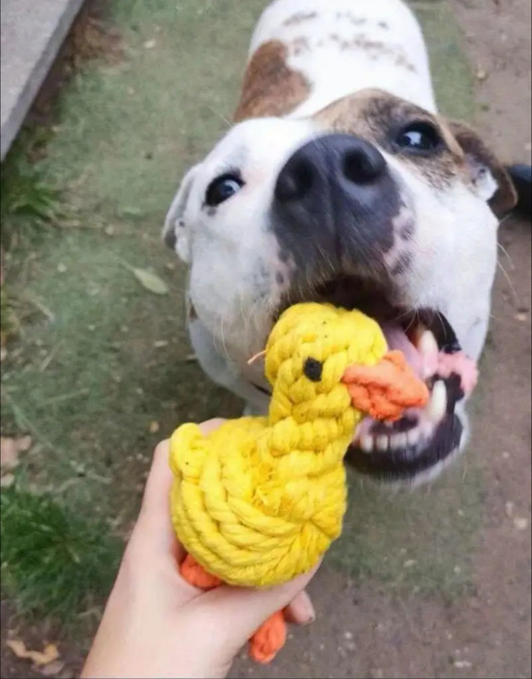 Duck Toy - Durable Bite Resistant - Cotton Rope Material