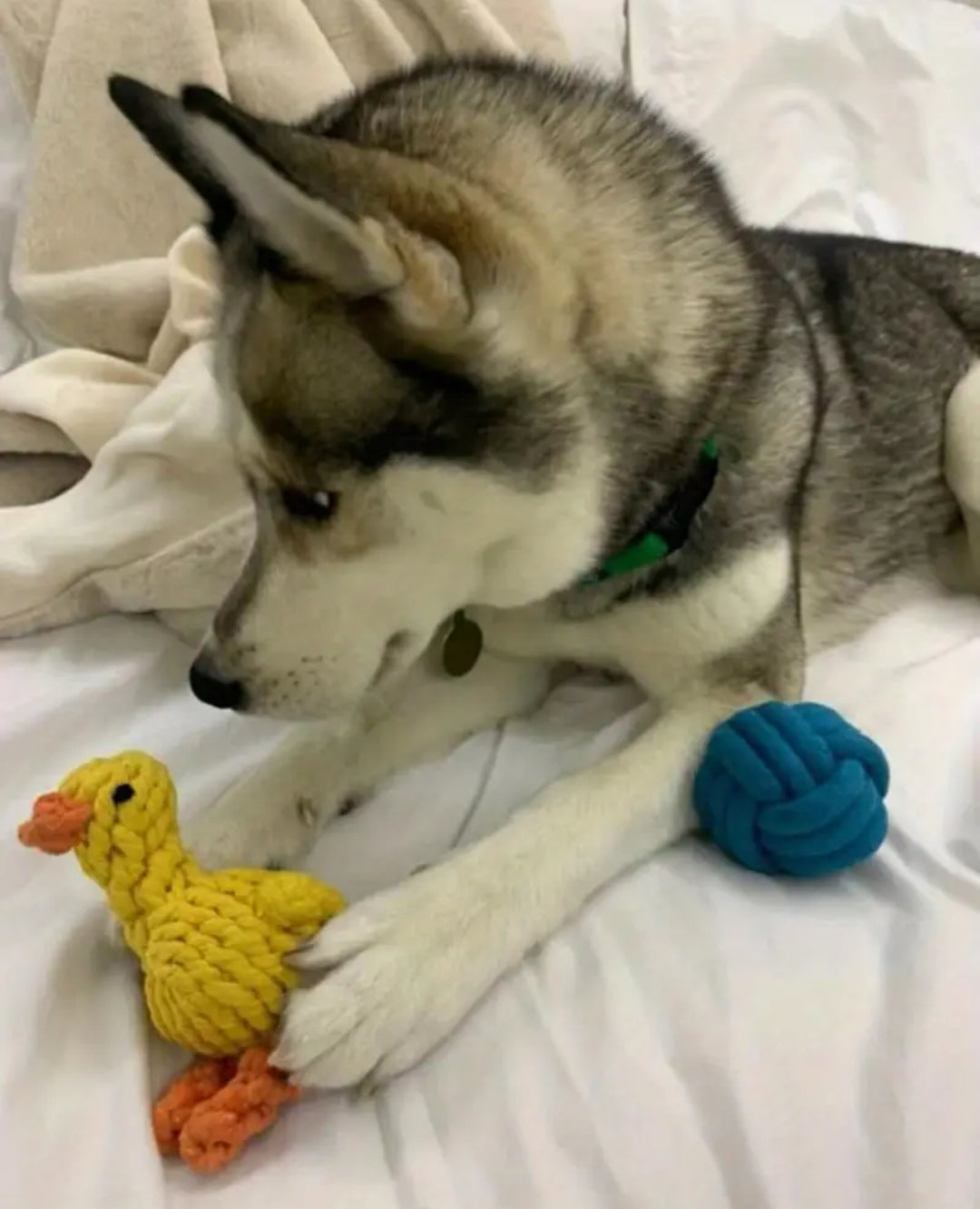 Duck Toy - Durable Bite Resistant - Cotton Rope Material