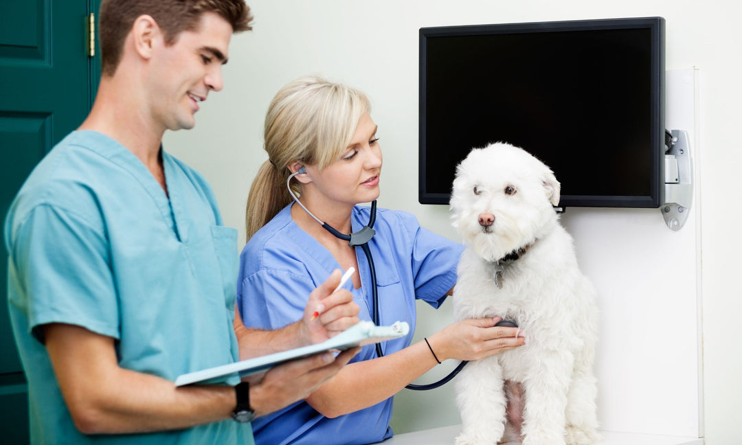 A team of veterinarians examining a dog with skin irritation, discussing possible causes of excessive itching.