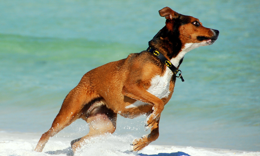 Joint Health for Active Dogs: Top Vitamins That Protect Bones, Hips, and Mobility