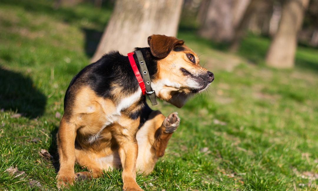 Allergic Reactions in Dogs: How to Spot Them and When Supplements Can Support Recovery