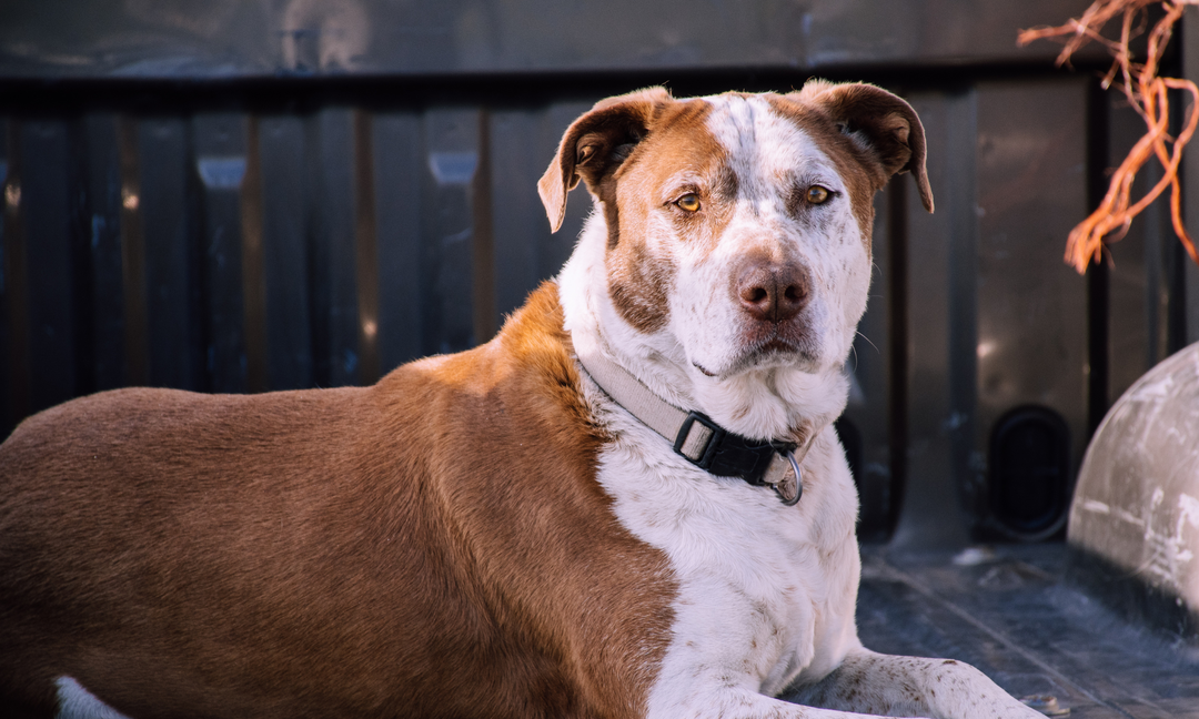 American Staffordshire Bull Terrier Puppy Essentials: Nutrition, Behaviour, and Vitamins