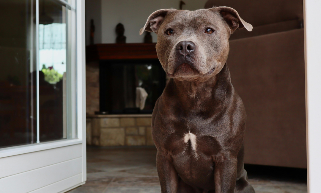 Why American Staffies Need Joint Support Earlier Than You Think
