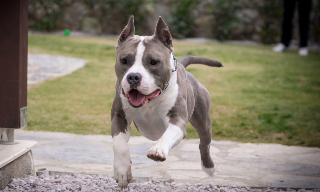 Amstaff Puppy Wellness: Building Strong Joints and a Calm Temperament from Day One