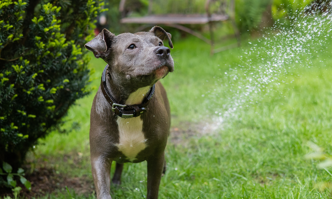 Why American Staffordshire Terriers Need Joint and Skin Support