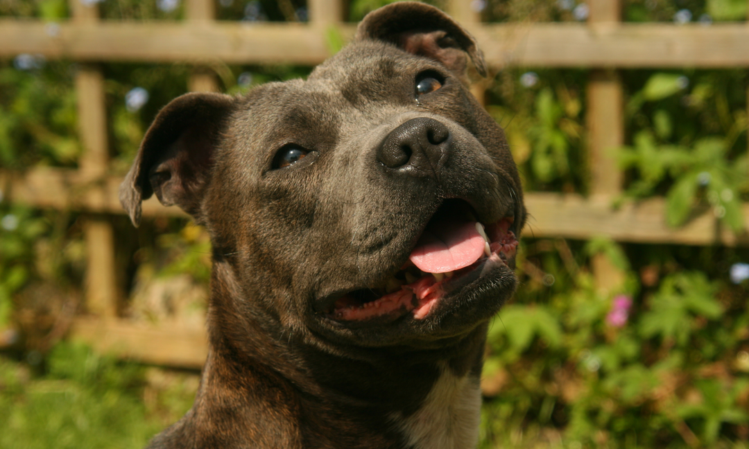 A close-up of a happy, relaxed American Staffy with a soft smile, sitting in a garden with gentle sunlight.