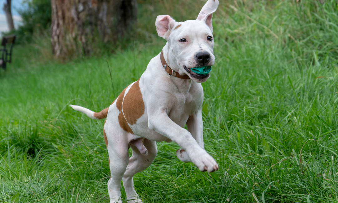 A playful American Staffy running through a grassy field with a turquoise ball in its mouth, showcasing energy, strength, and vitality.