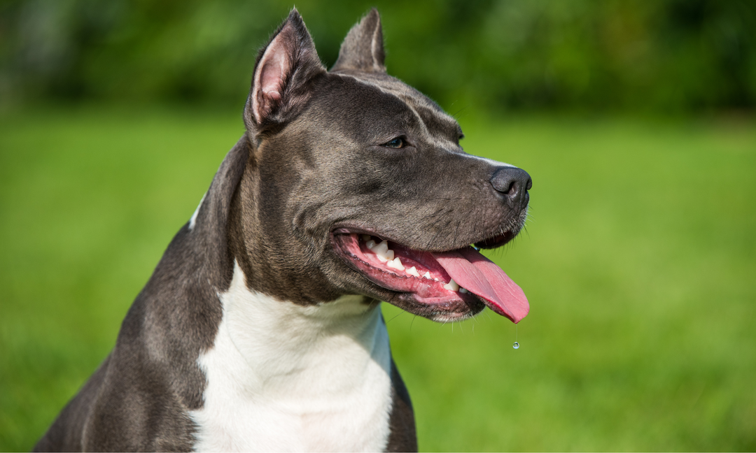 American Staffy Anxiety: Signs to Watch For and How the Right Vitamins Can Help