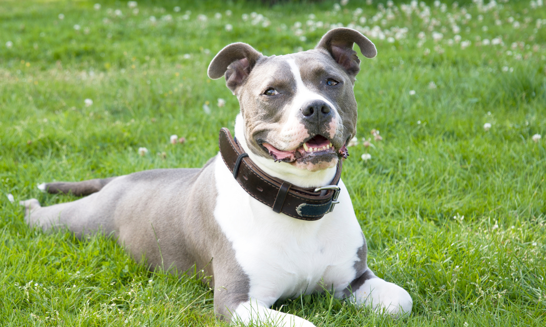 American Staffy Cross Breeds: Managing Allergies in Mixed Staffordshire Dogs