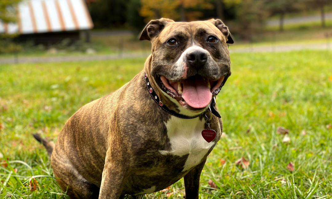American Staffordshire Bull Terrier Dog Breed Guide: Traits, Health & Nutrition