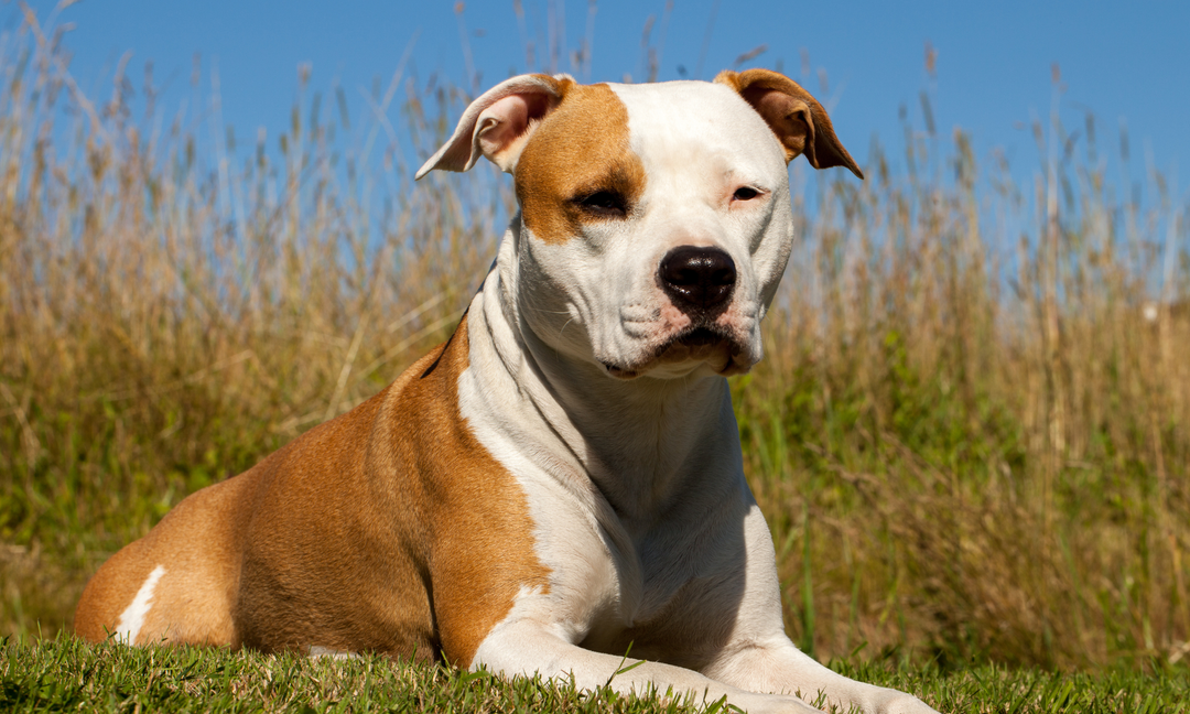 American Staffy vs English Staffy: Do Their Allergy and Nutrition Needs Differ?