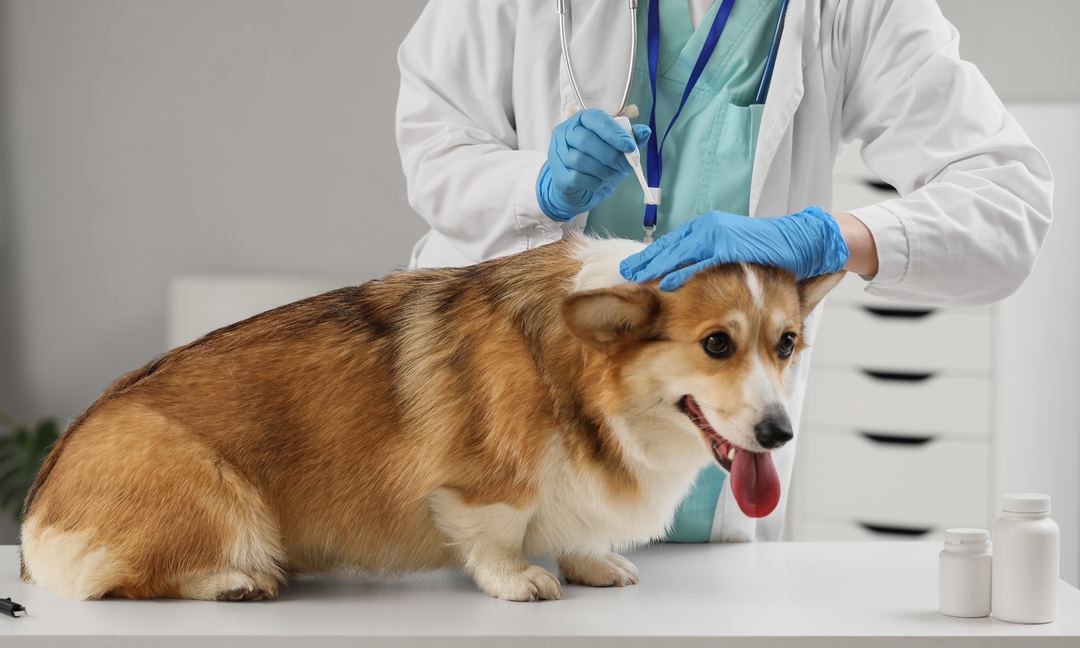 Anti-Itch Solutions for Dogs: When Antihistamines Help and When They Don't