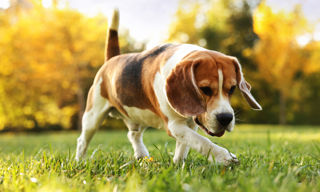 Beagle Health and Nutrition: Choosing the Right Multivitamin for Active Breeds
