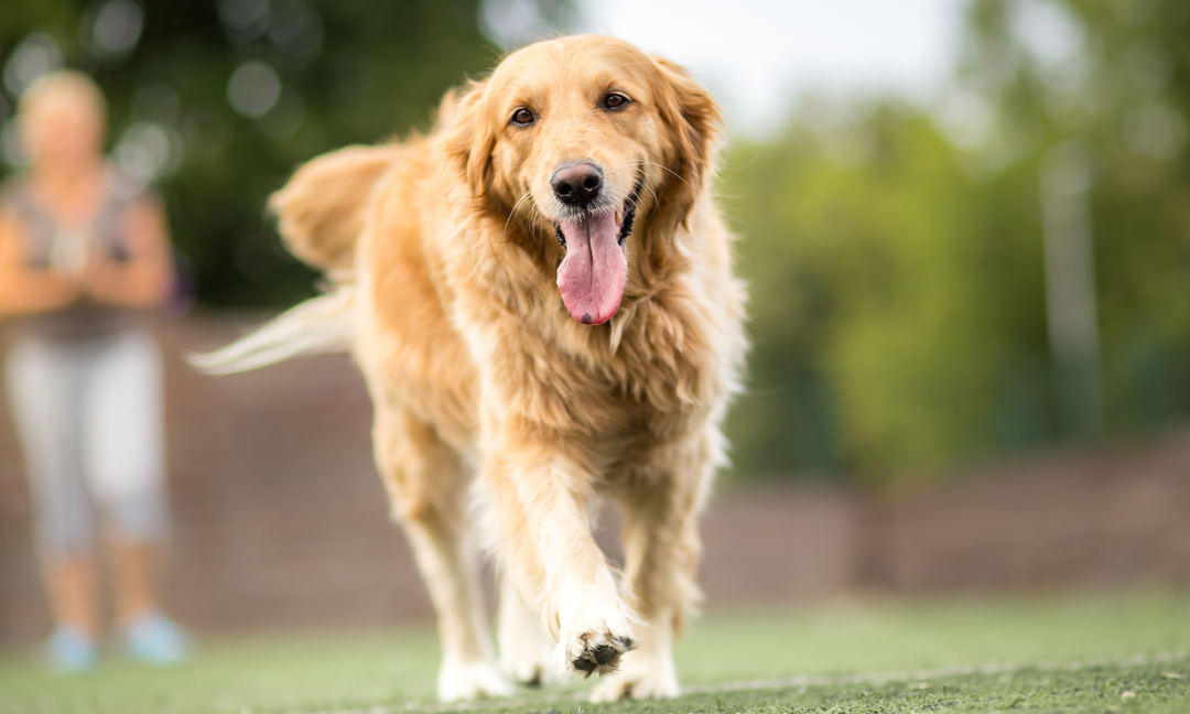 Golden Retriever Wellness: Supporting Joints, Skin and Gut Health with Daily Vitamins