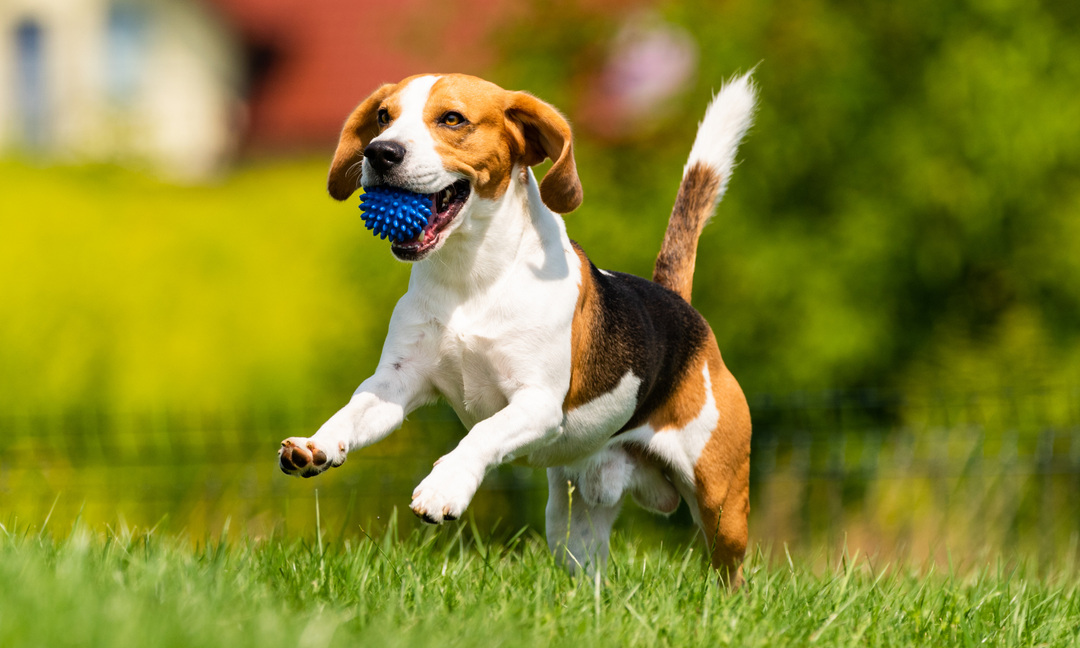 Border Collie Nutrition Guide: Supplements That Support Energy and Digestive Balance