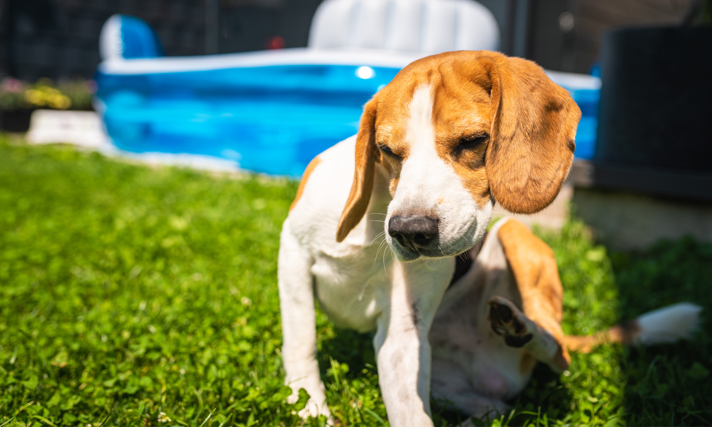 Beagle With Rabies Why Beagles Are Prone to Allergies and How to Support Them with the Ri ...