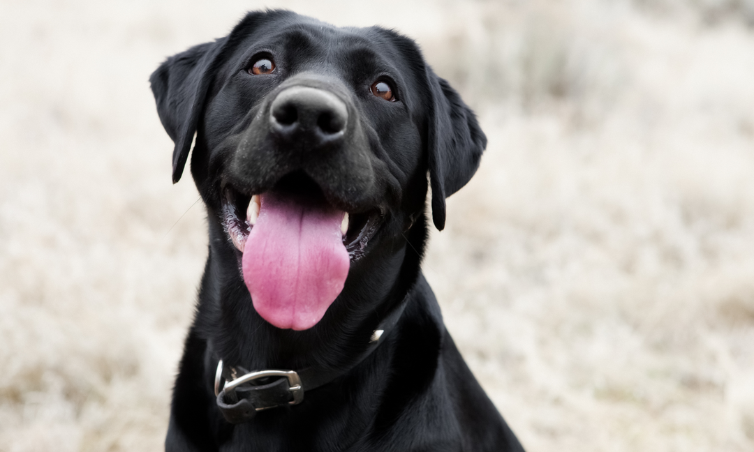 Your Dog's Coat, Digestion and Mood Are All Connected: Here's the Supplement That Supports All Three
