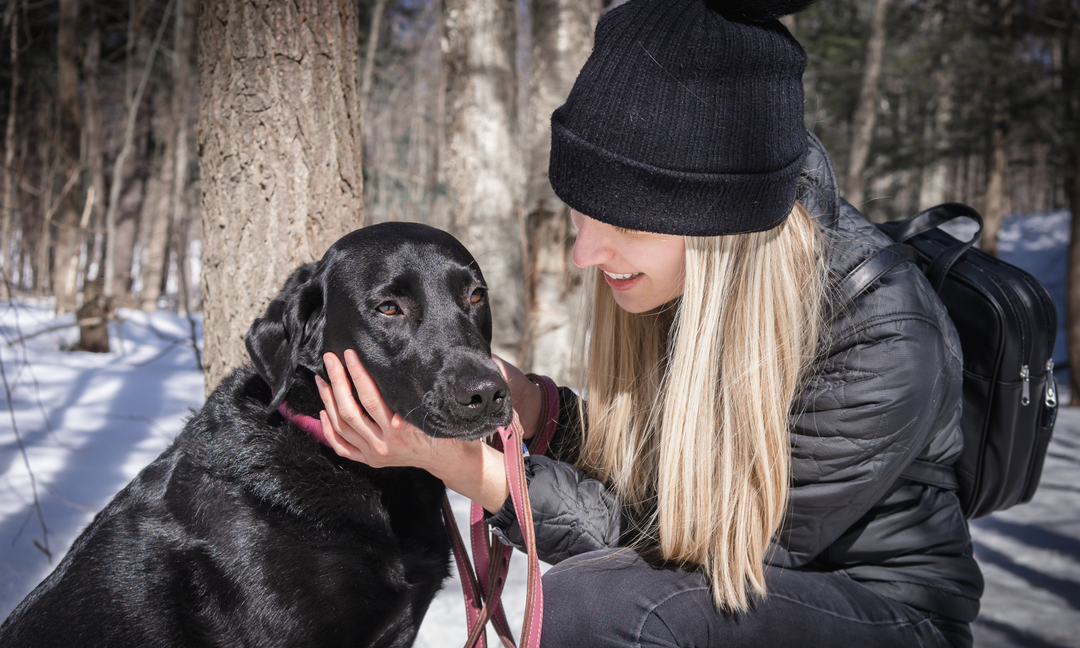 Black Lab vs Golden Retriever Cross: Unlocking Their Unique Nutritional Needs