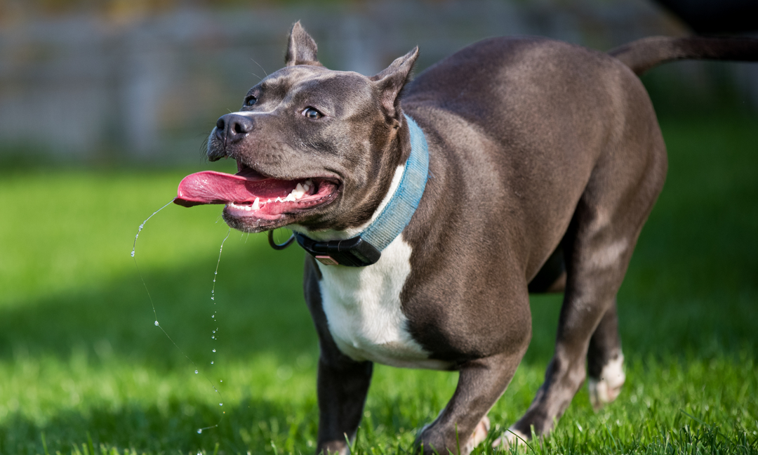 A lively Blue Staffordshire Bull Terrier with a glossy coat running through green grass, tongue out and eyes bright showcasing vitality, joint strength, and overall wellness.