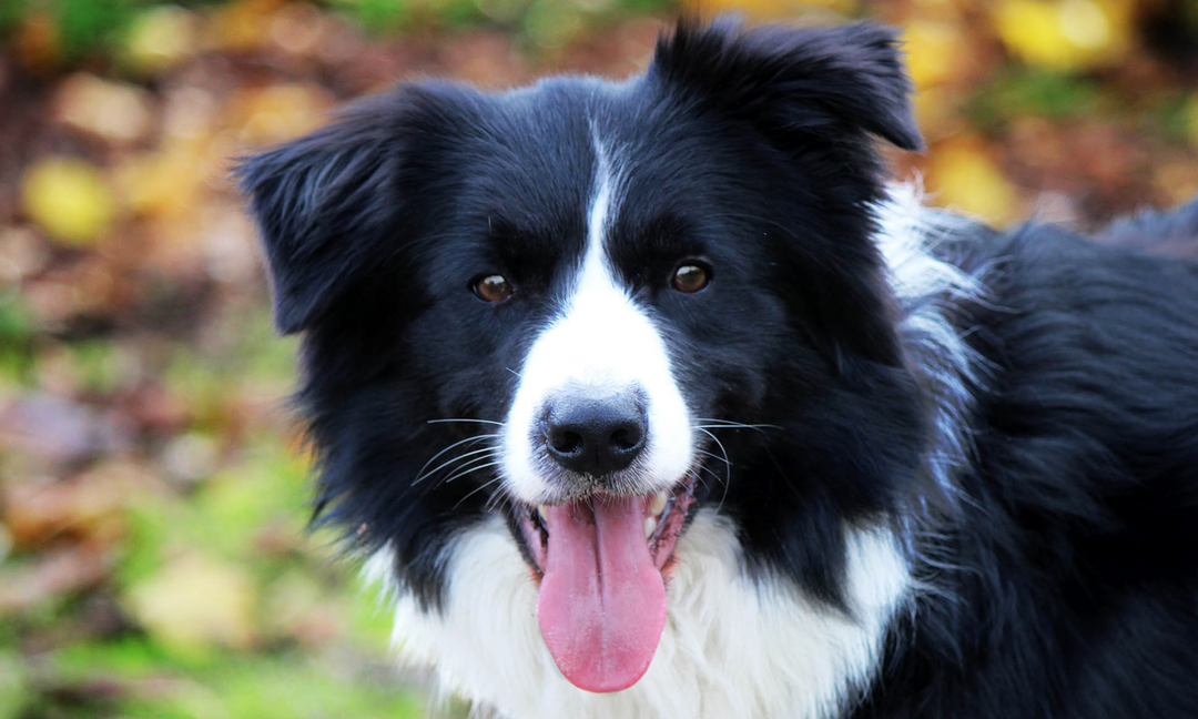 Border Collie Health Problems: What Every Owner Should Watch For