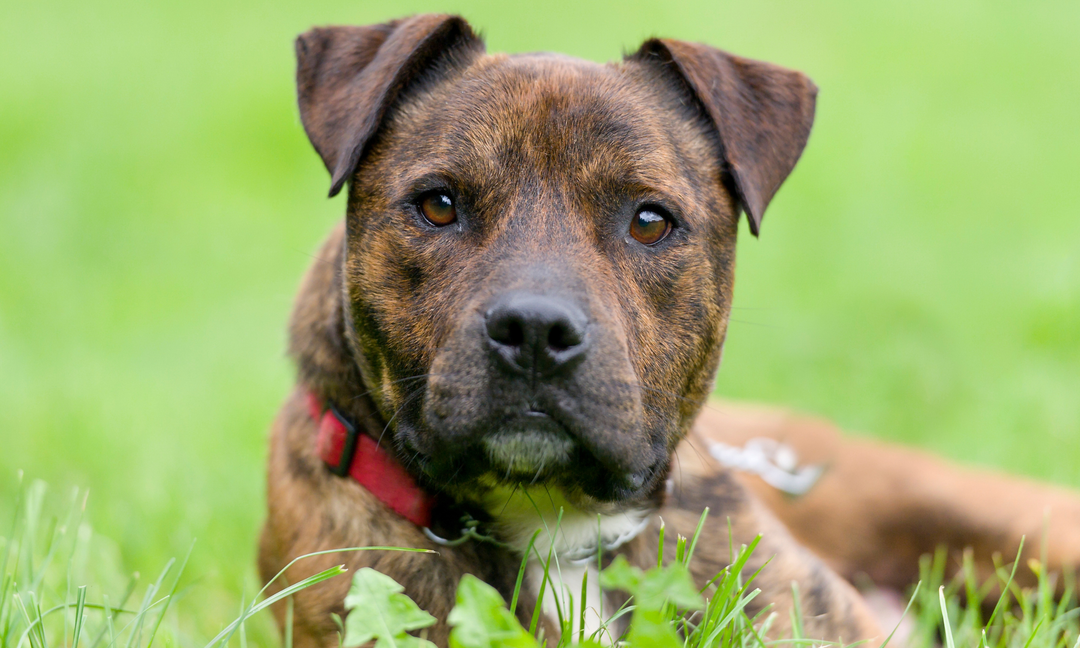 Brindle Staffies and Allergies: What Parents Need to Know About Skin and Gut Health