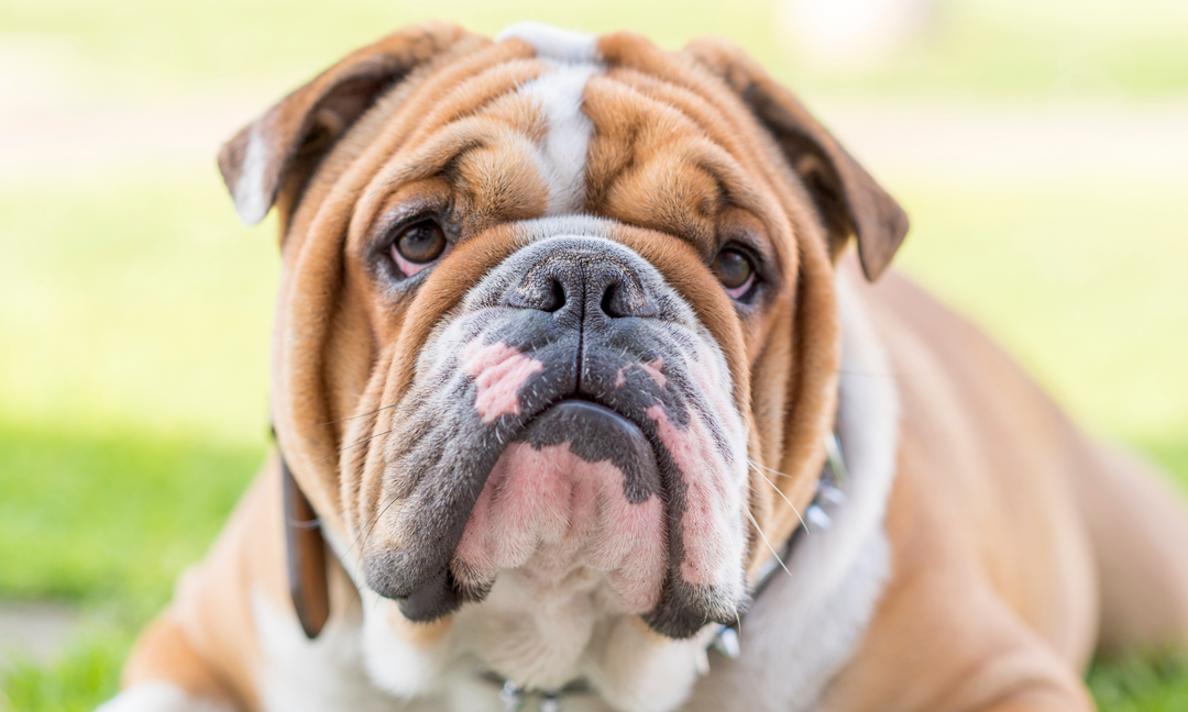 Bulldog Skin Conditions: Why Daily Vitamins and Probiotics Matter More Than You Think