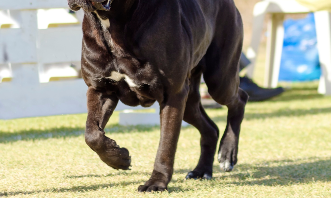 Cane Corso Joint Care: Nutritional Support for Hip Dysplasia and Large Breed Mobility