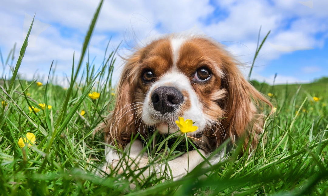 Cavalier King Charles Spaniel Health: Supporting Heart, Skin and Gut Balance