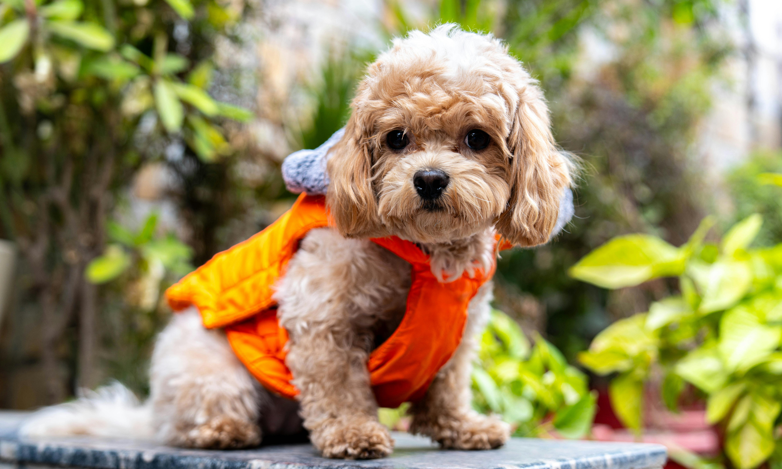 Cavapoo and Maltipoo Care: Managing Sensitive Stomachs with Prebiotics ...