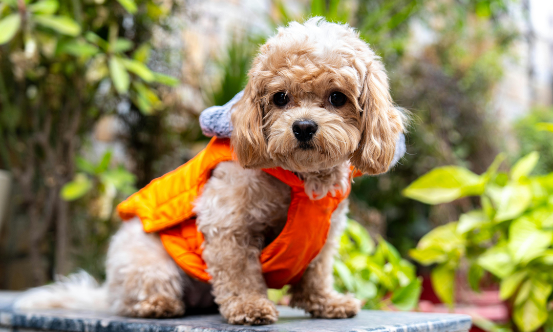 Cavapoo and Maltipoo Care: Managing Sensitive Stomachs with Prebiotics and Probiotics