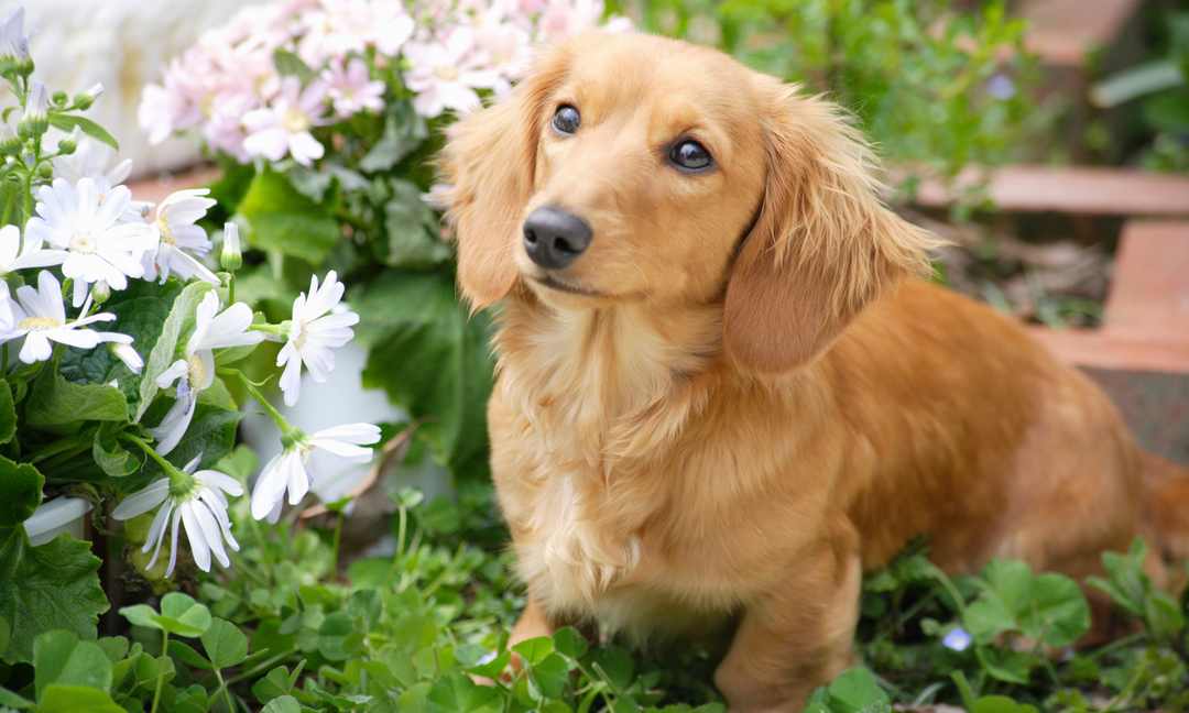 Long-haired Dachshund