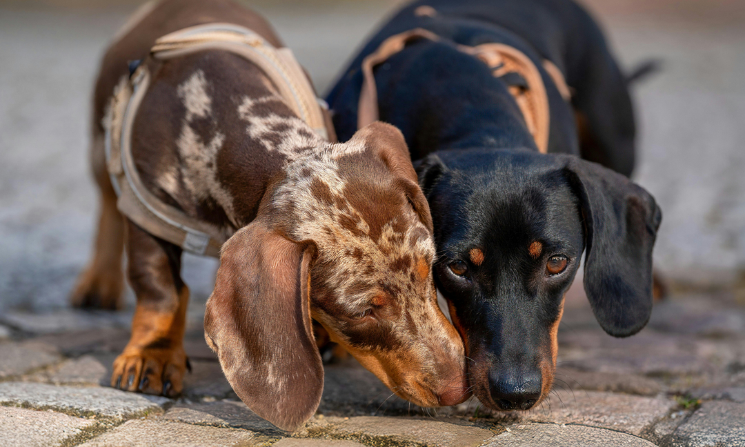 Dachshund Back Problems: Signs Every Sausage Dog Owner Should Know