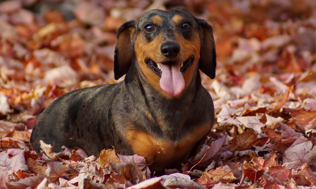 Best Supplements for Dachshunds: Support Digestion, Joints, and Long-Term Health