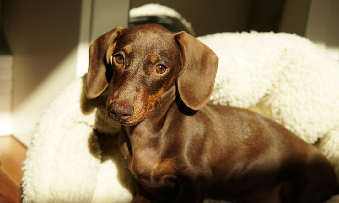 Is Your Dachshund Licking Their Paws? Common Causes and Solutions