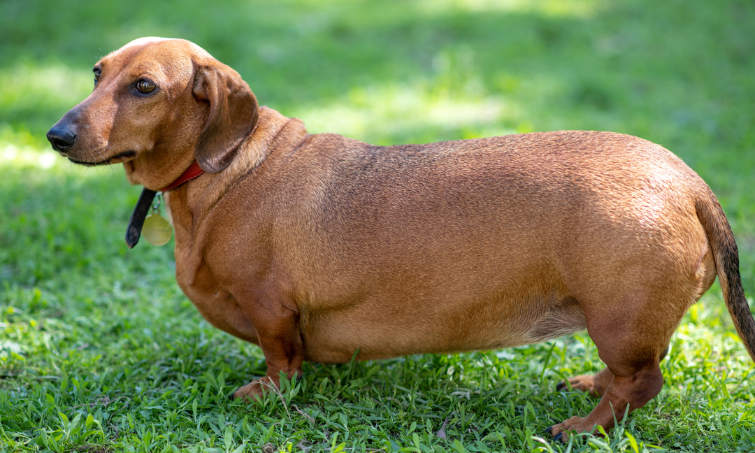 Best Prebiotics for Gut Health in Dogs: What to Look For