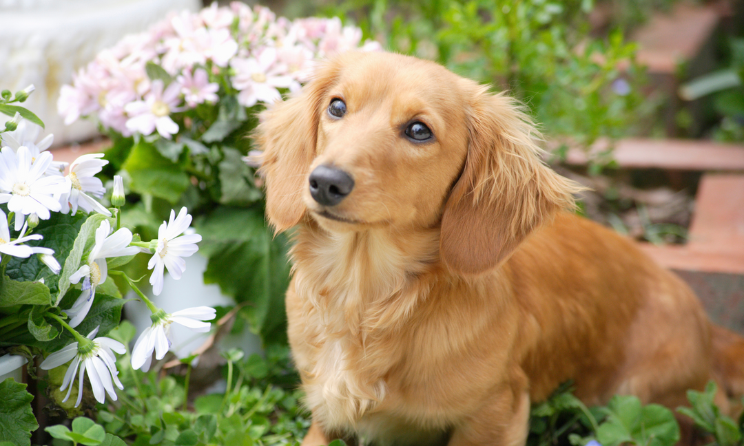 Australian Dachshunds Need More Than Just Cuddles: Here's the Vitamin Support They Deserve