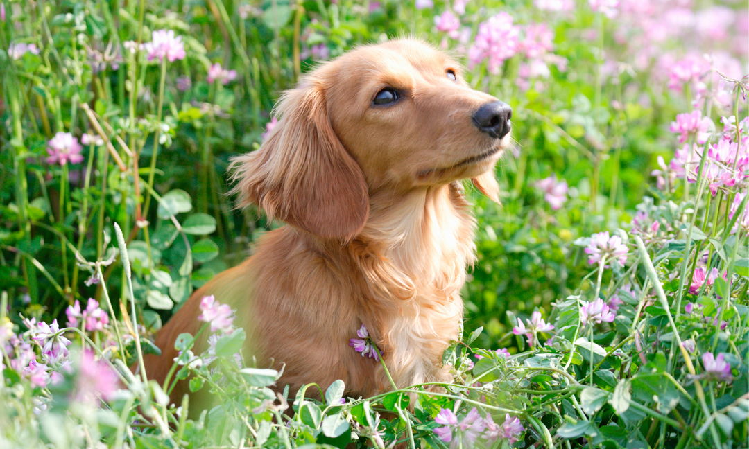 Dachshund Skin Conditions: How to Support Sensitive Skin from the Inside Out