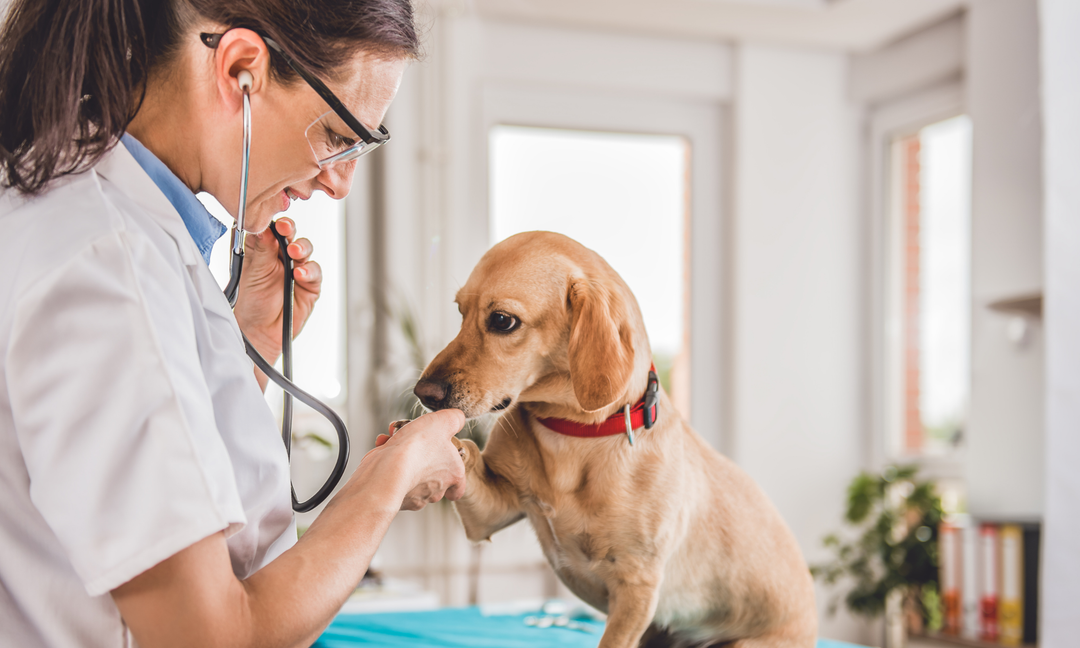Is Your Dog's Skin Red or Irritated? Simple Ways to Support Skin Health Naturally