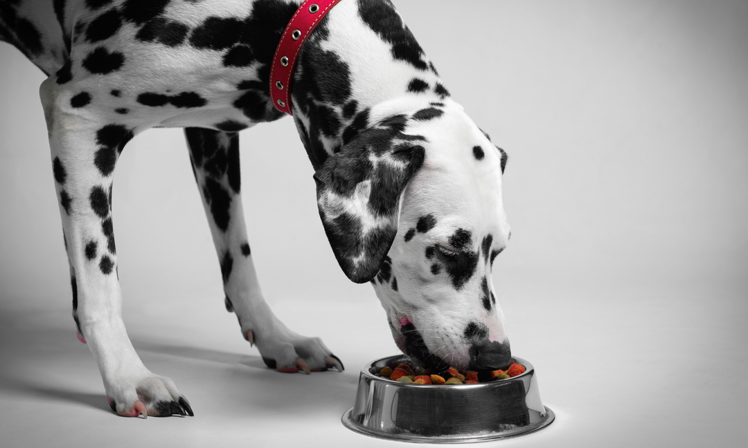 What to Give Dogs With Sensitive Stomachs, Sore Joints, or Yeast Imbalance