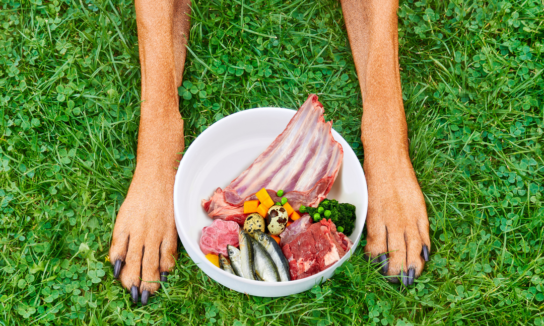 Do Probiotics Help Dogs with Itching, Yeast and Paw Licking? What the Evidence Says