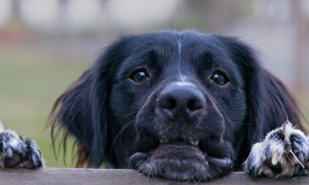 Dog Separation Anxiety Symptoms: What to Look For and How to Help Gently