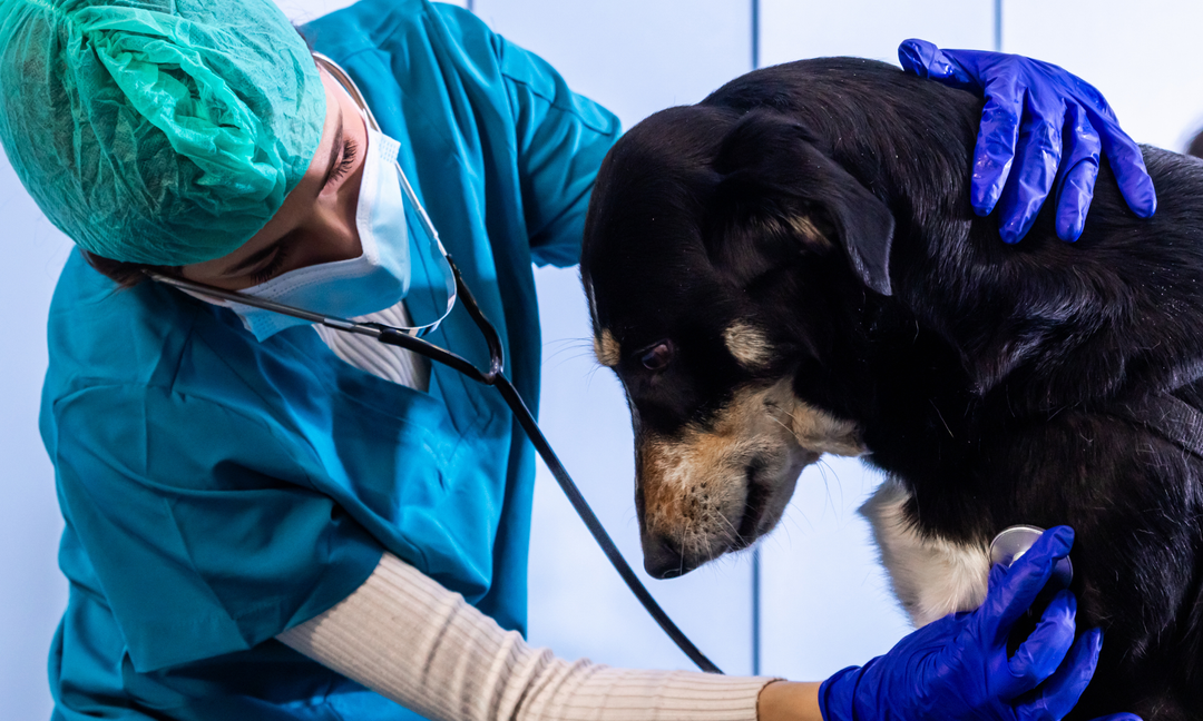 My Dog Won't Stop Licking Her Paws? Could It Be a Gut Health Problem?