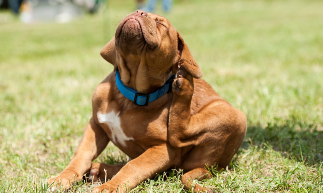 When Itchy Skin Becomes a Cycle: How to Break the Lick–Scratch–Inflammation Loop