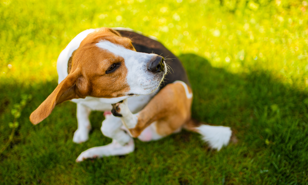 A beagle dog scratching its ear with its hind leg while sitting on green grass, showing signs of itchiness or skin irritation.
