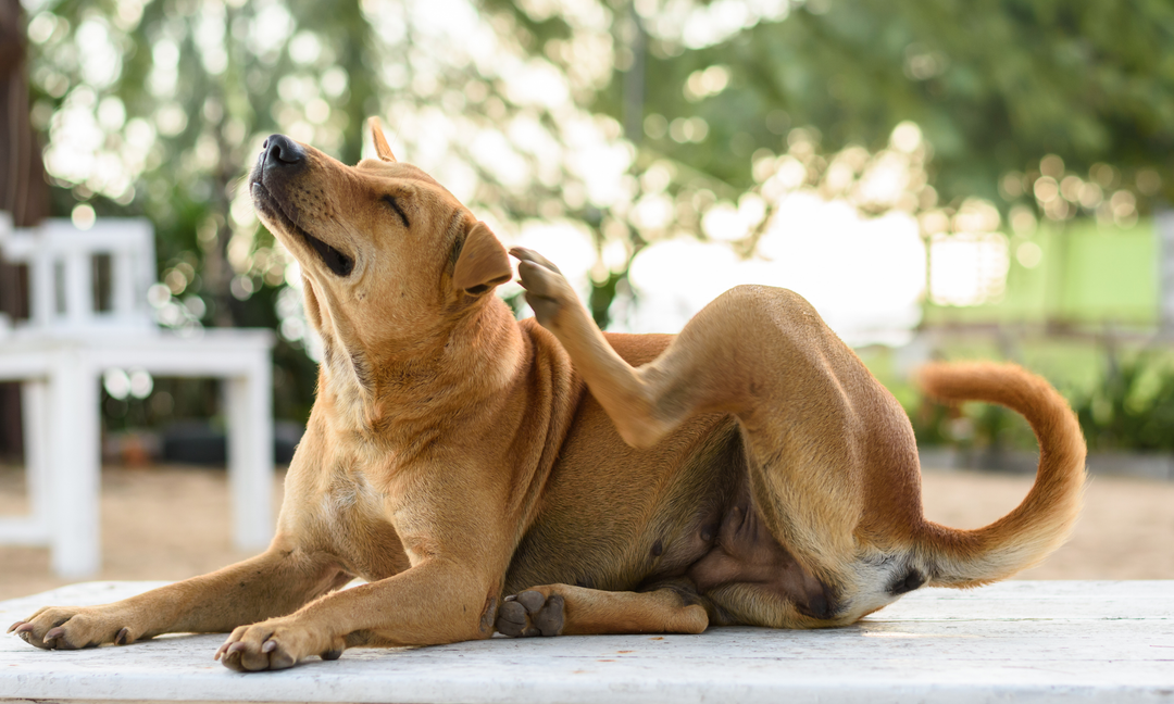 Dog Skin Allergies 101: How to Calm Itching Without Relying on Medications Alone