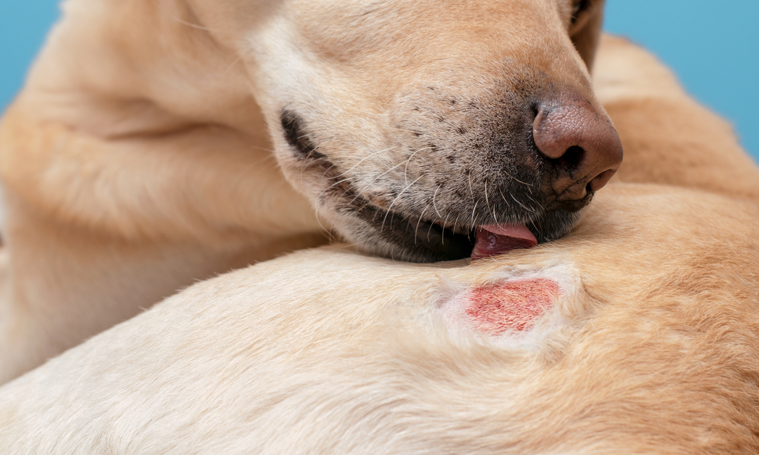 Unlocking the Secrets to Soothing Your Dog's Skin Allergies