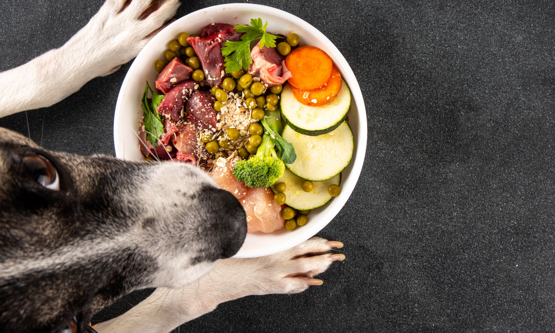Dog looking at a fresh bowl of food containing raw meat, zucchini slices, peas, broccoli, carrot, and parsley, representing a healthy balanced diet.